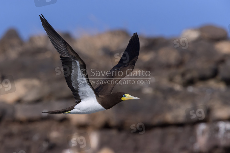 Brown Booby