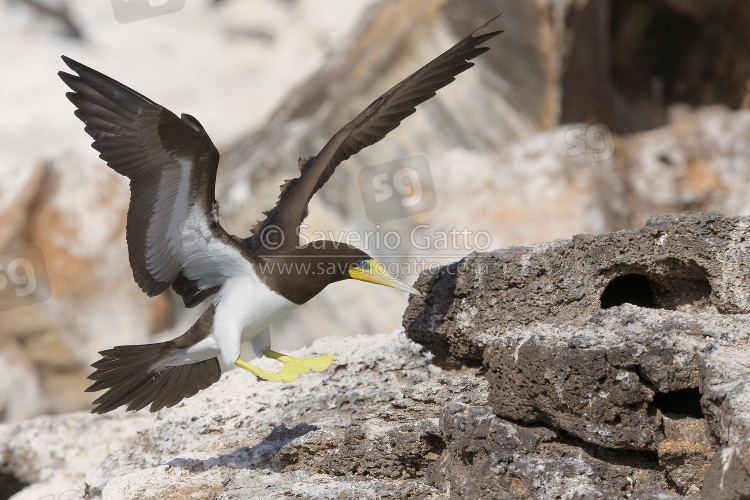 Brown booby