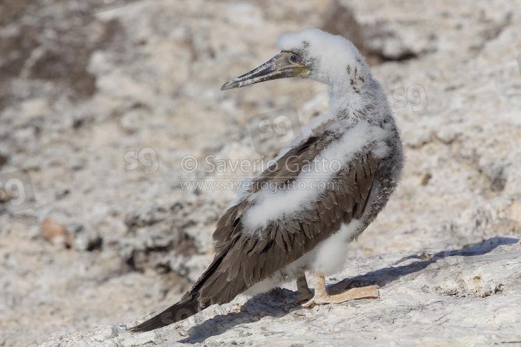 Brown Booby