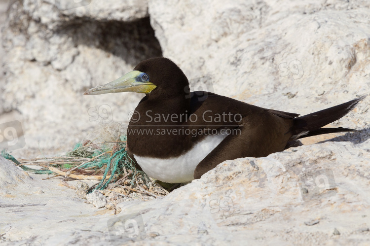 Brown Booby