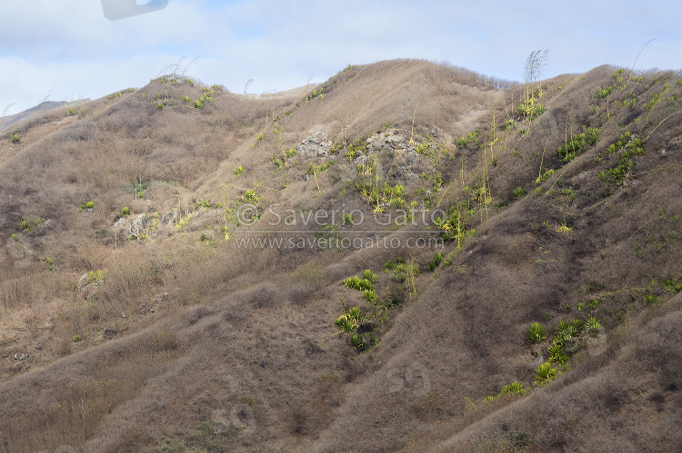 Piante di Agave a Capoverde