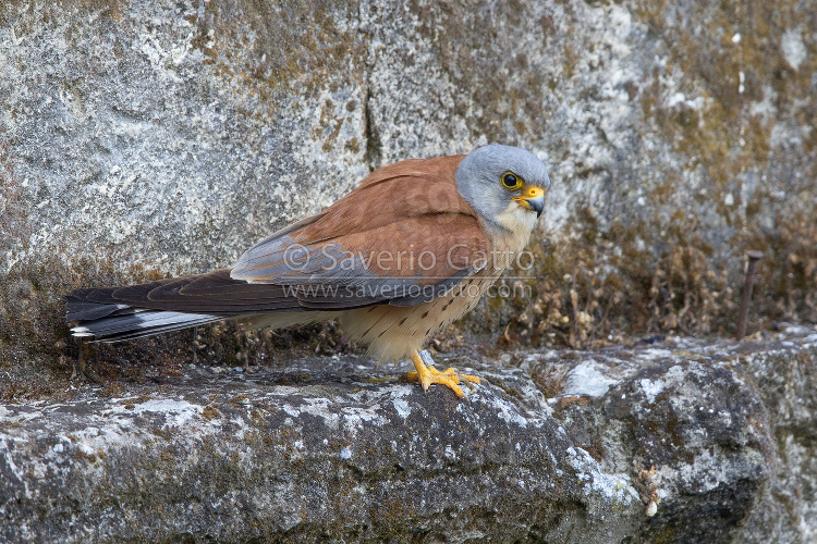 Lesser Kestrel