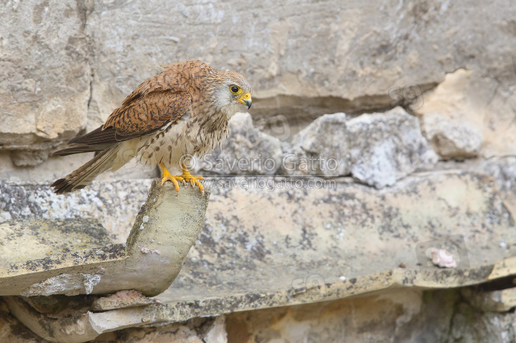 Lesser Kestrel