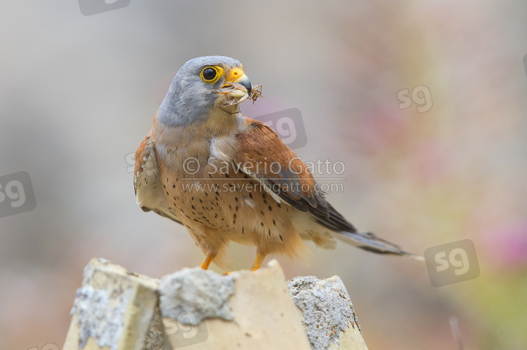 Lesser Kestrel