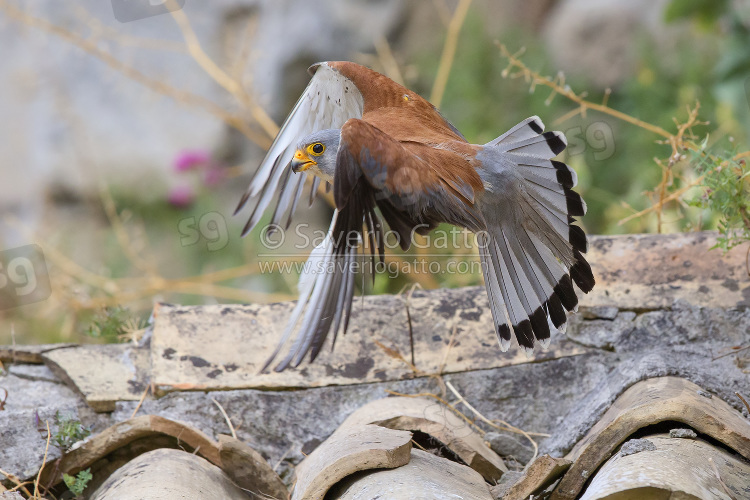 Lesser Kestrel