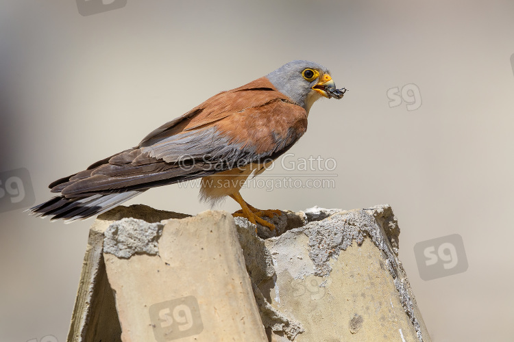 Lesser Kestrel