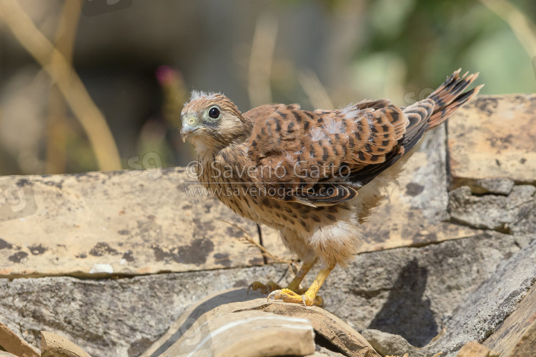 Lesser Kestrel Chick