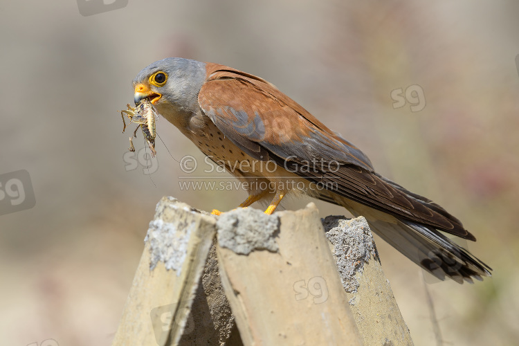 Lesser Kestrel