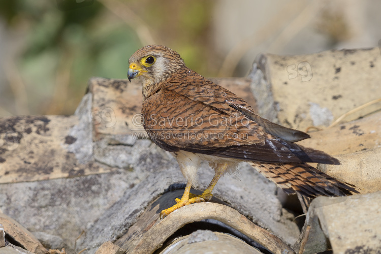 Lesser Kestrel