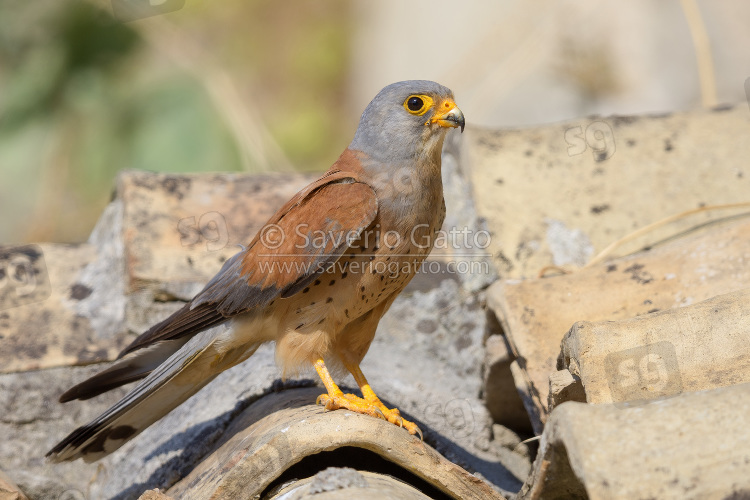 lesser Kestrel