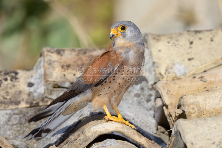 Lesser Kestrel