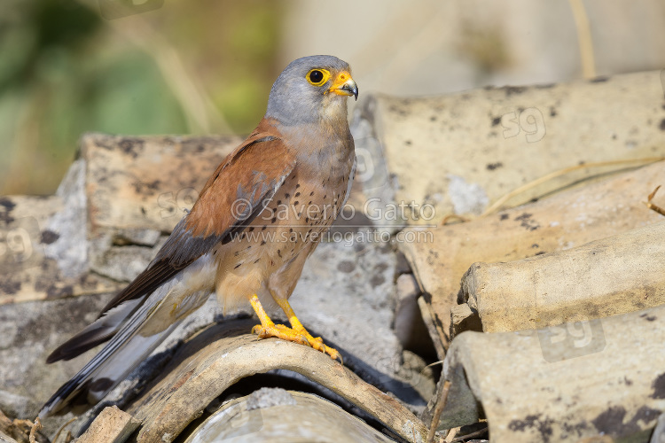 Lesser Kestrel