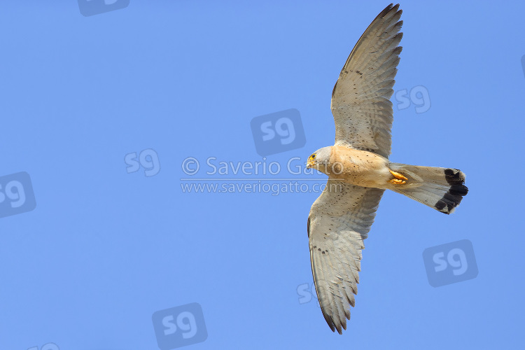 Lesser Kestrel