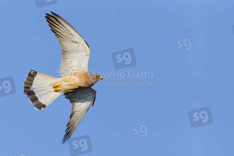 Lesser Kestrel