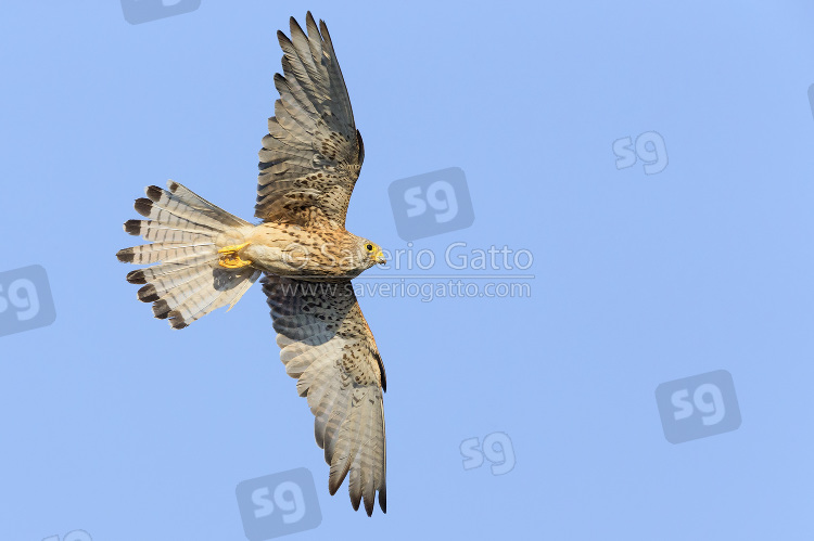 Lesser Kestrel