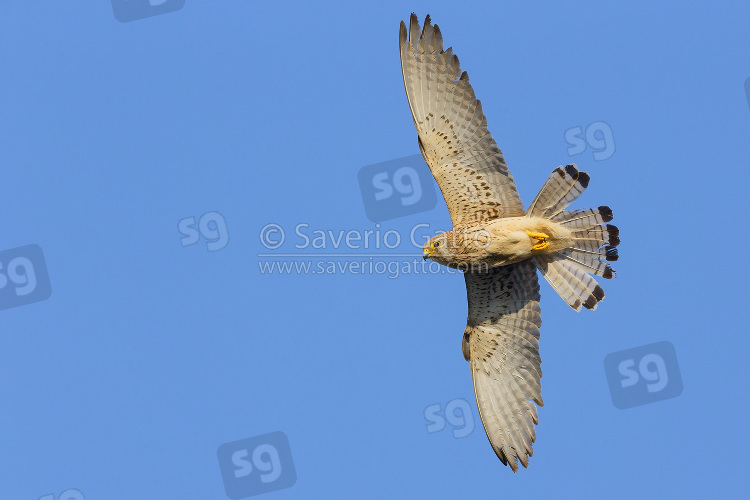 Lesser Kestrel