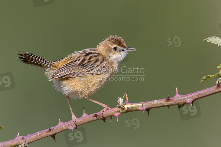 Zitting Cisticola