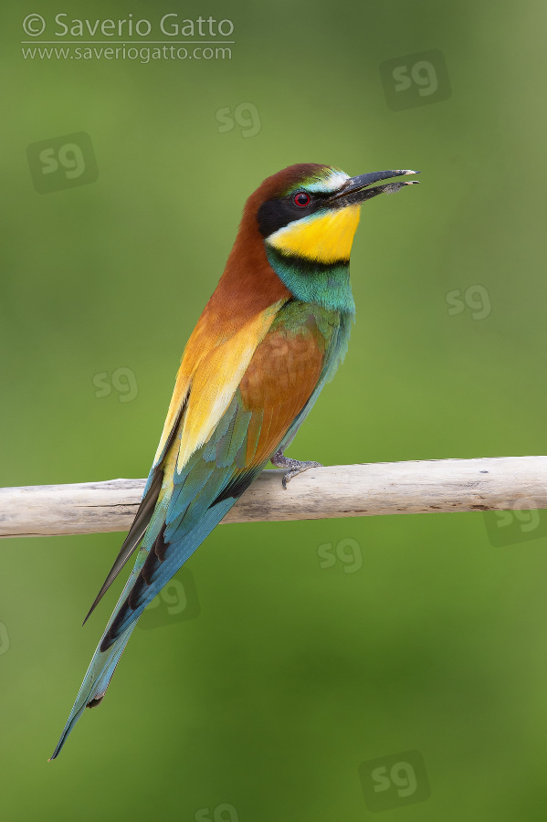 European Bee-eater