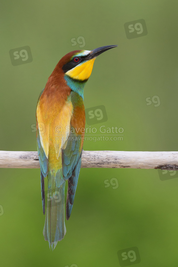 European Bee-eater