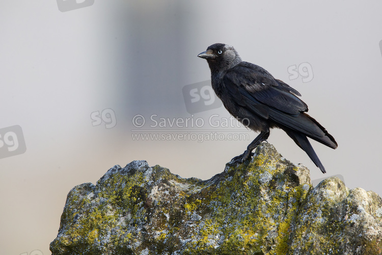 Western Jackdaw