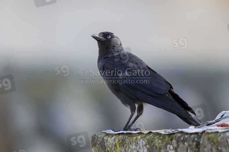 Western Jackdaw