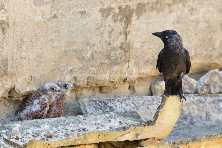 Jackdaw and Lesser kestrel chicks