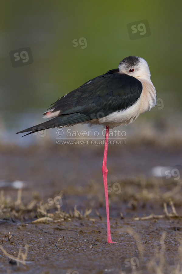 Black-winged Stilt