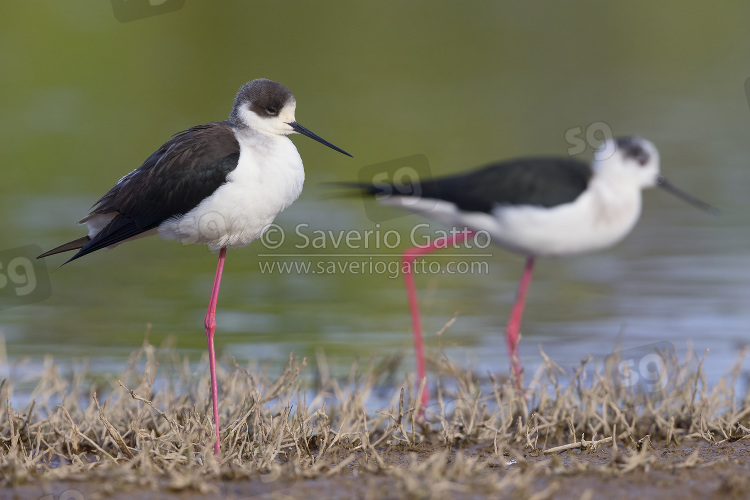 Black-winged Stilt