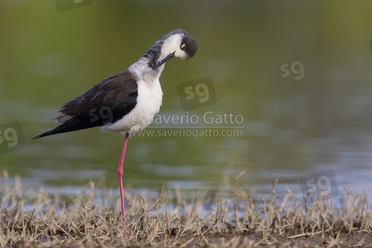 Black-winged Stilt