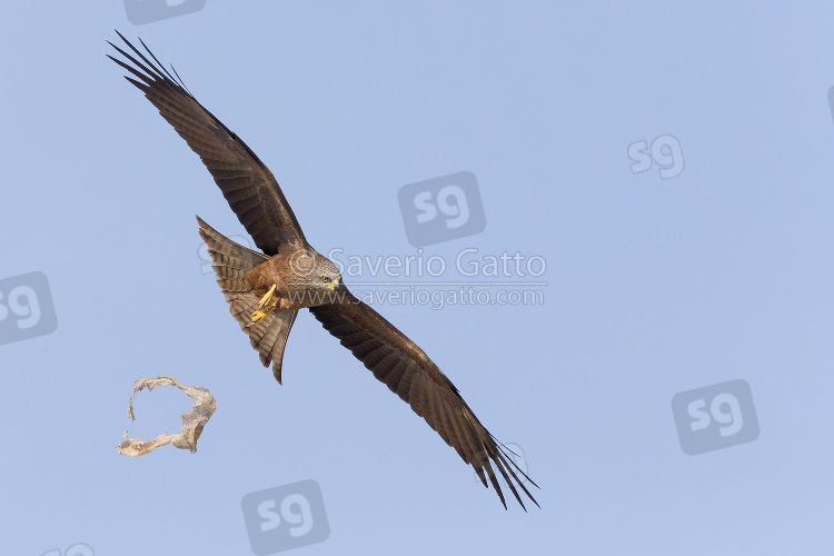 Black Kite