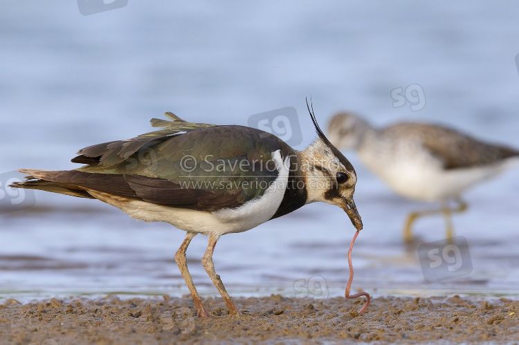 Northern Lapwing