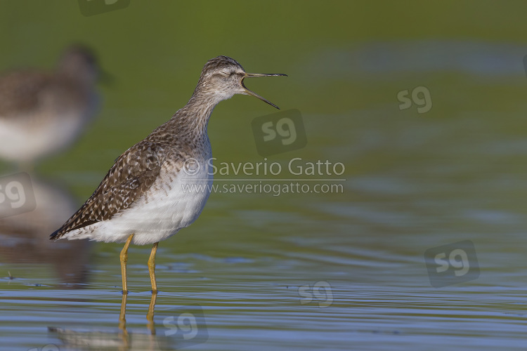 Wood Sandpiper