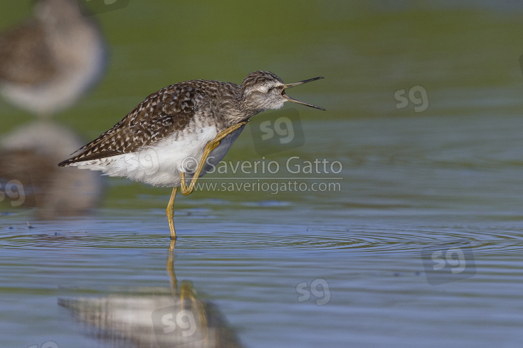 Wood Sandpiper