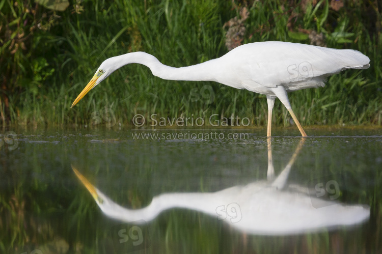 Great Egret