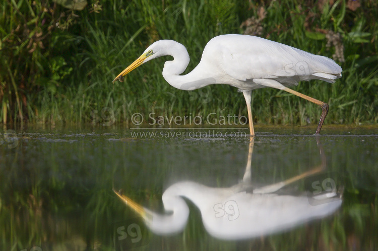 Great Egret