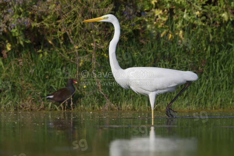 Great Egret