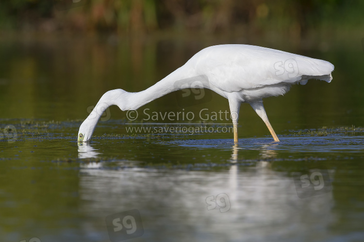 Airone bianco maggiore