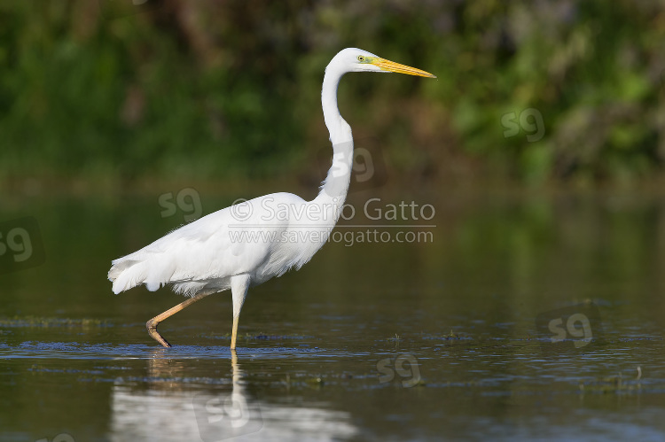 Great Egret