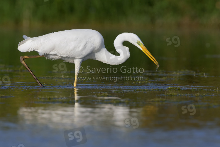 Airone bianco maggiore