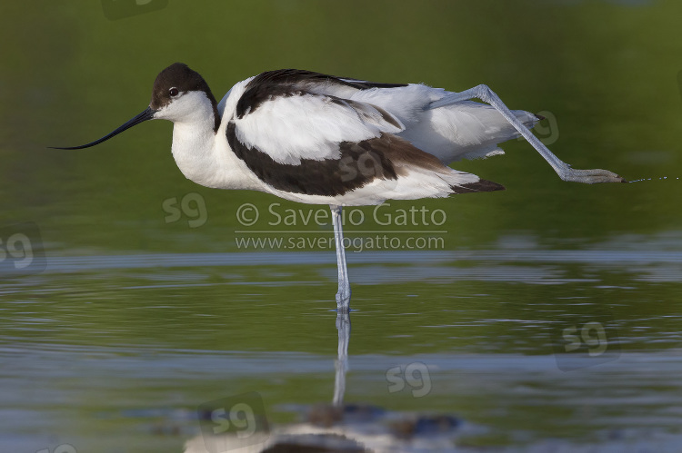 Pied Avocet