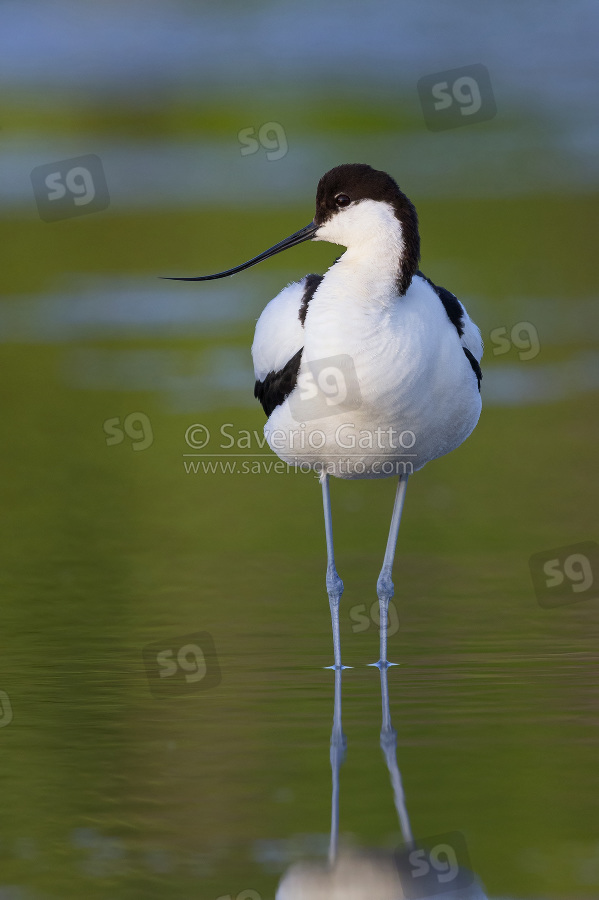 Pied Avocet