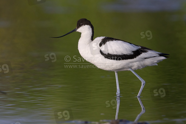 Pied Avocet