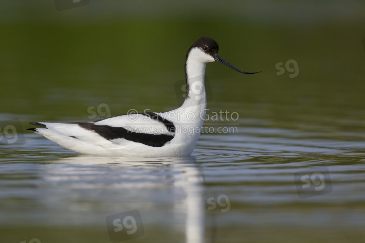 Pied Avocet