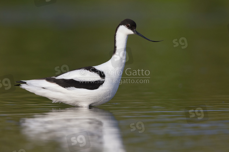 Pied Avocet