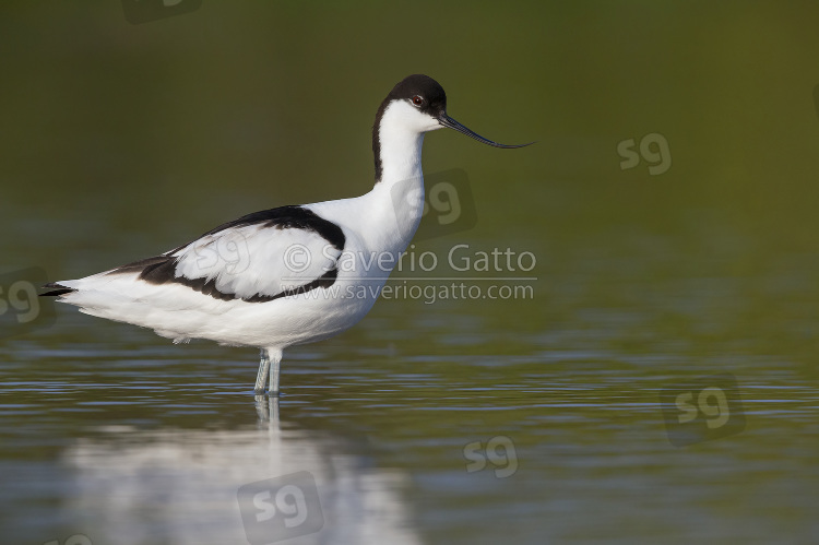 Pied Avocet