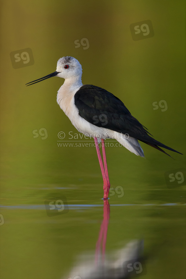 Black-winged Stilt