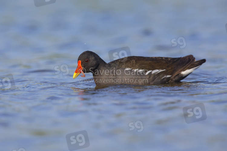 Common Moorhen