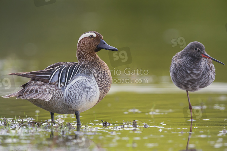 Garganey