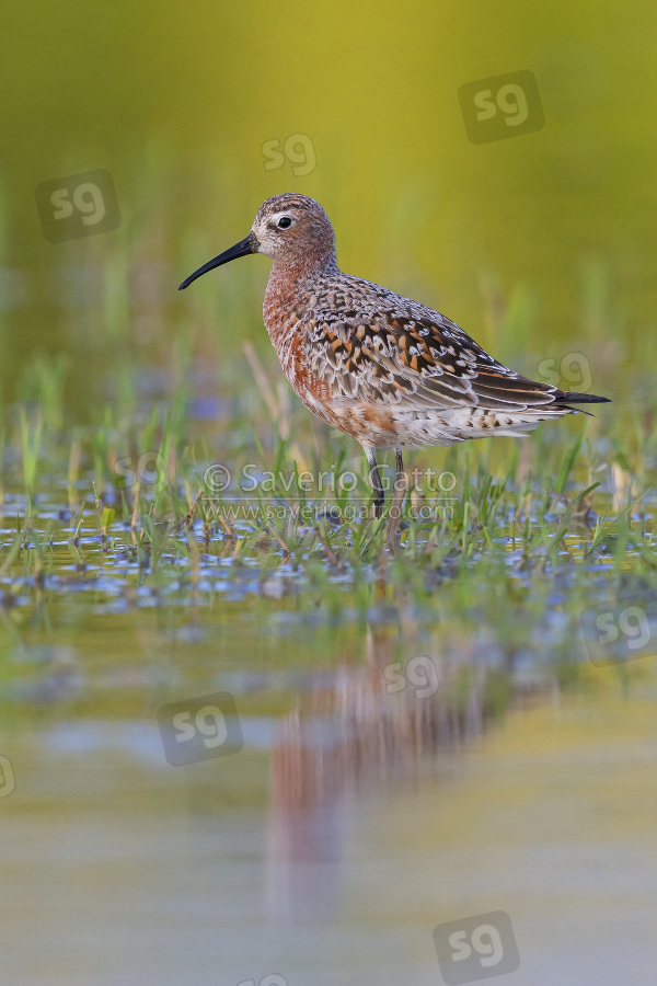 Curlew Sandpiper