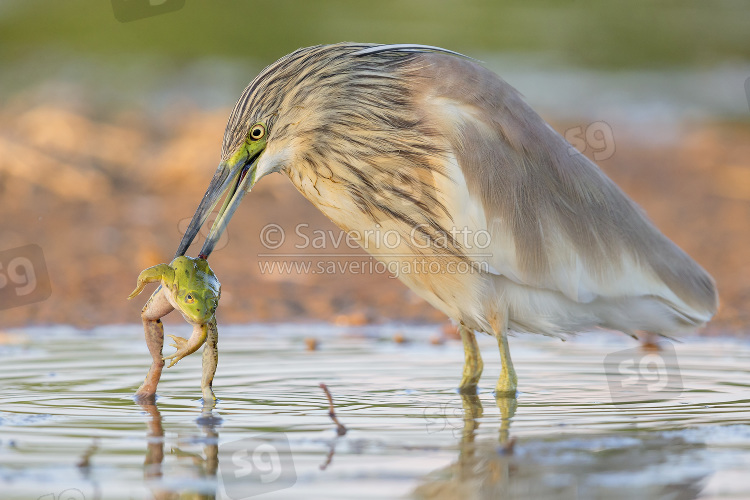 Squacco Heron